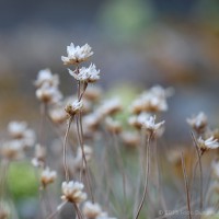 /album/macro/frida-dumont-img-3027-jpg/